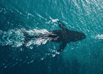 Conceptual overhead shot of a large shadow beneath ocean waves.