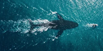 Conceptual overhead shot of a large shadow beneath ocean waves.