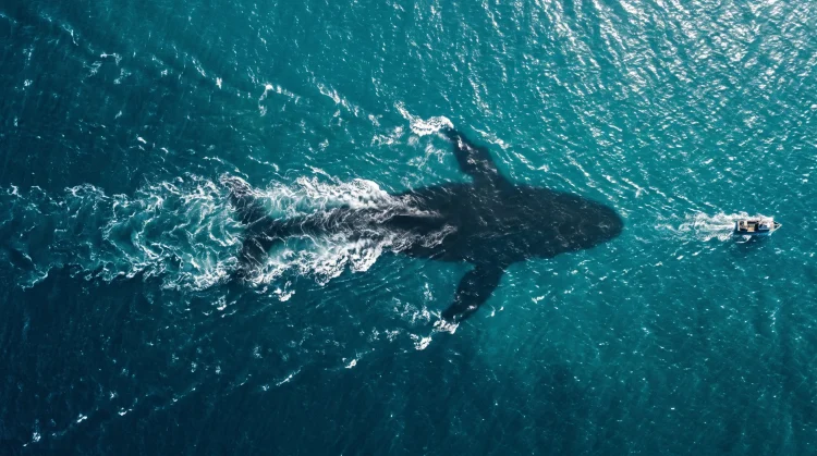 Conceptual overhead shot of a large shadow beneath ocean waves.